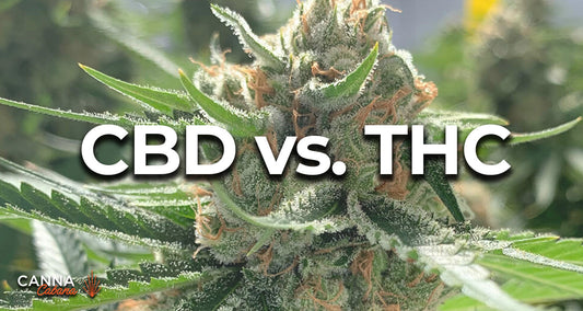 Blur Bud Cannabis