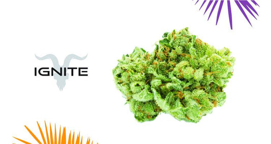 Header2_GG4