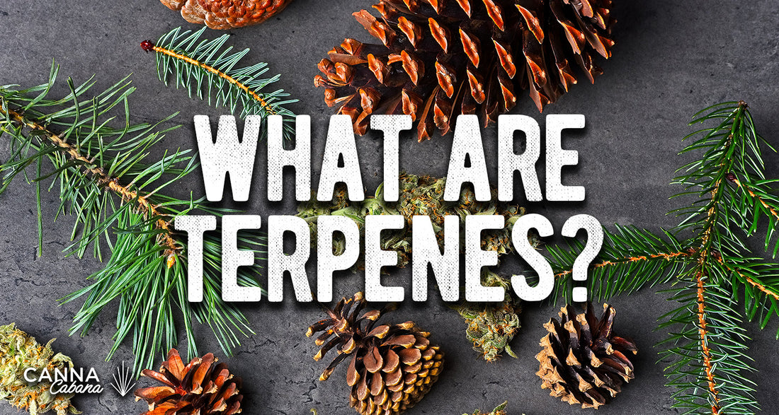 Terpenes: Everything You Need to Know