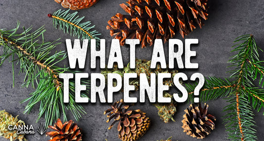 Terpenes: Everything You Need to Know