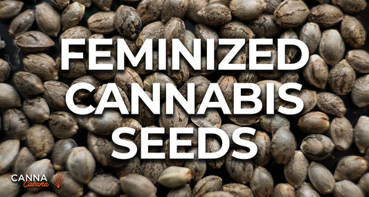 Feminized cannabis seeds