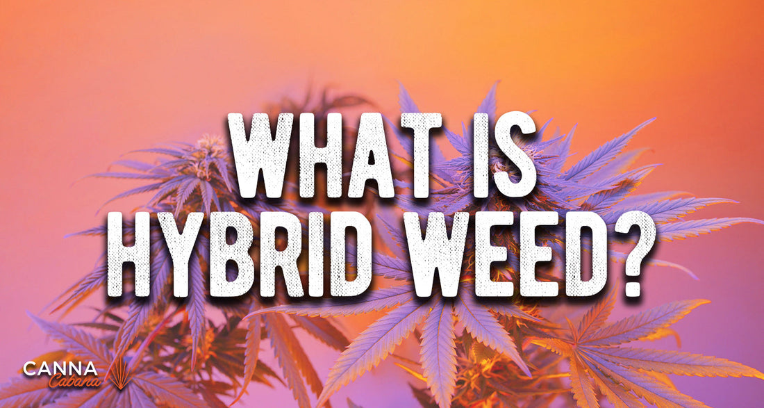 What are Hybrid Cannabis Strains?