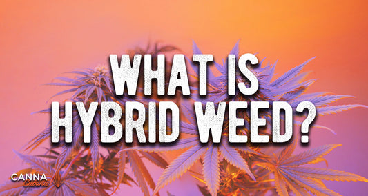 What are Hybrid Cannabis Strains?