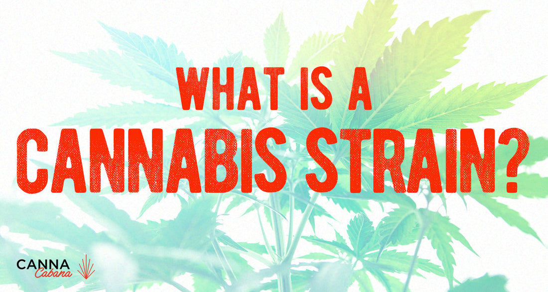 What Is A Cannabis Strain? Indica vs Sativa & Beyond